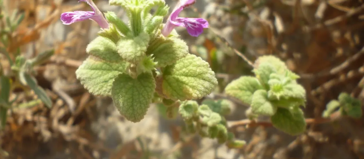 Garden Horehound