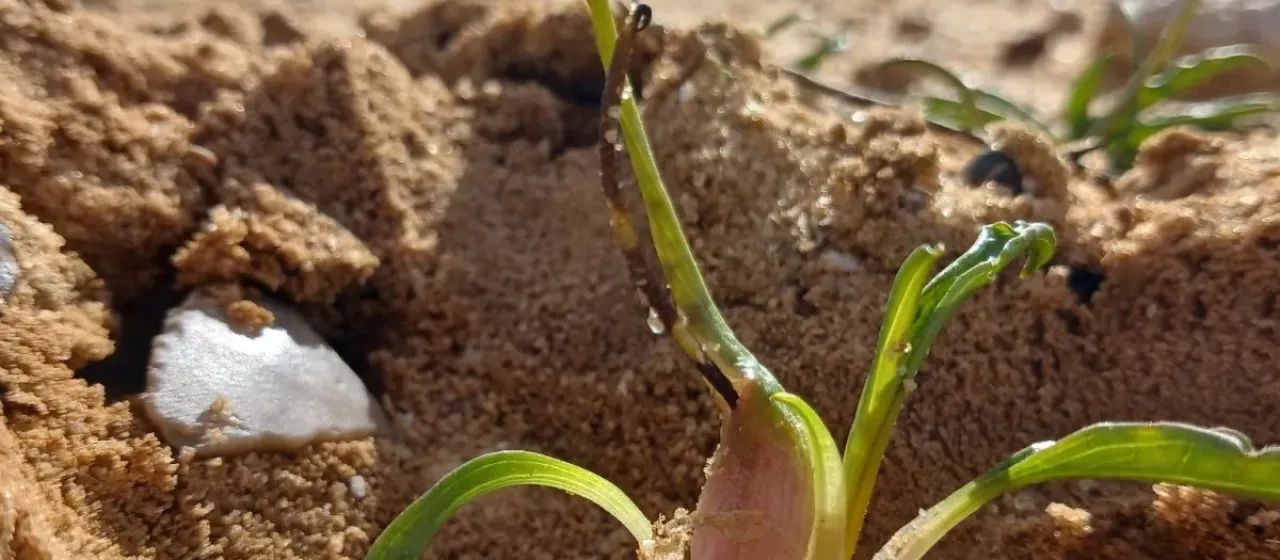 Biarum olivieri