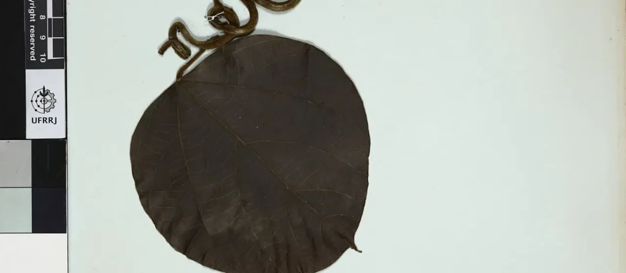 Abuta rufescens