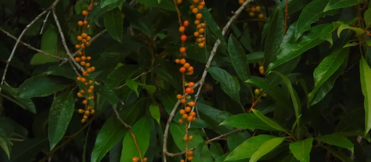 Citharexylum myrianthum