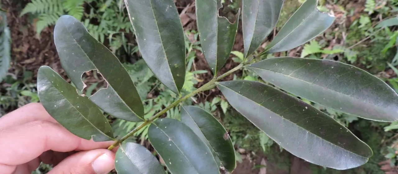 Matayba elaeagnoides