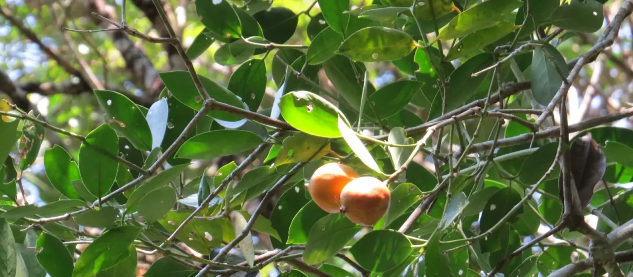 Posoqueria acutifolia
