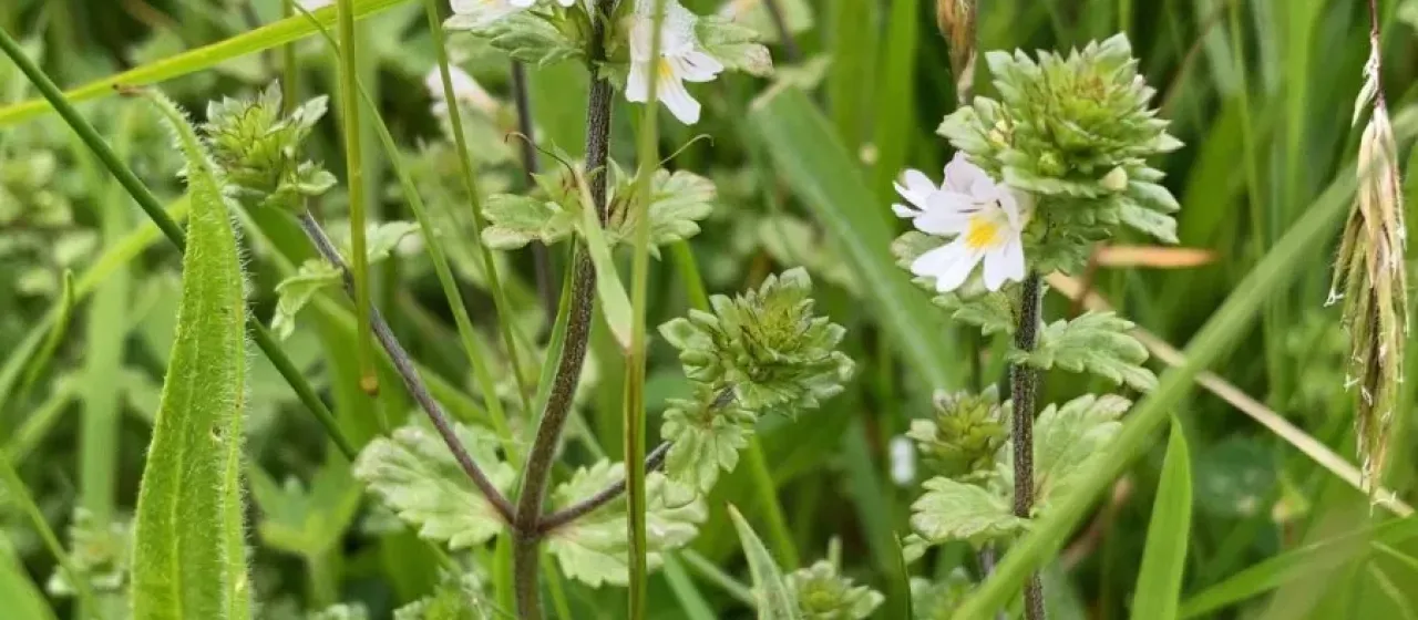 Arctic eyebright