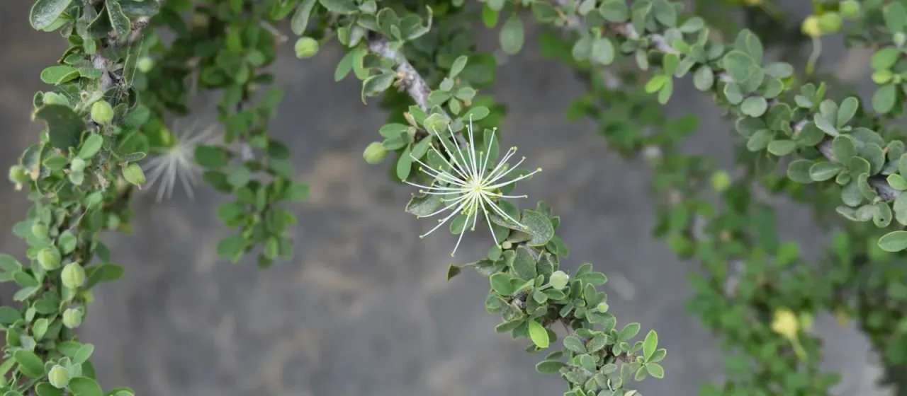Maerua crassifolia