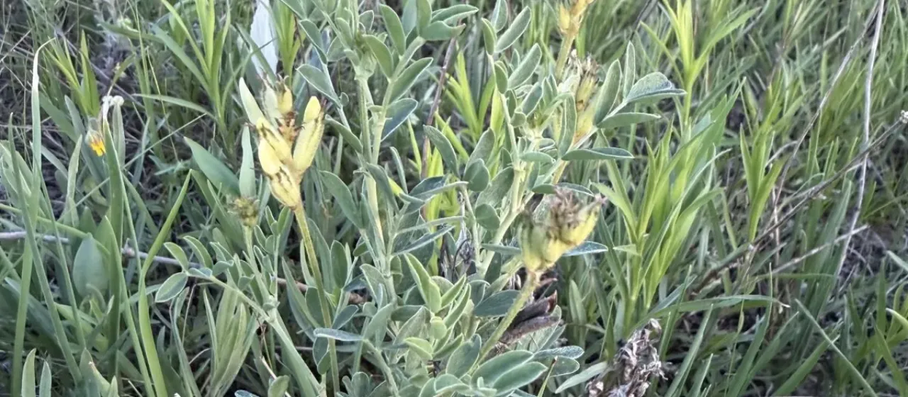 Astragalus albicaulis