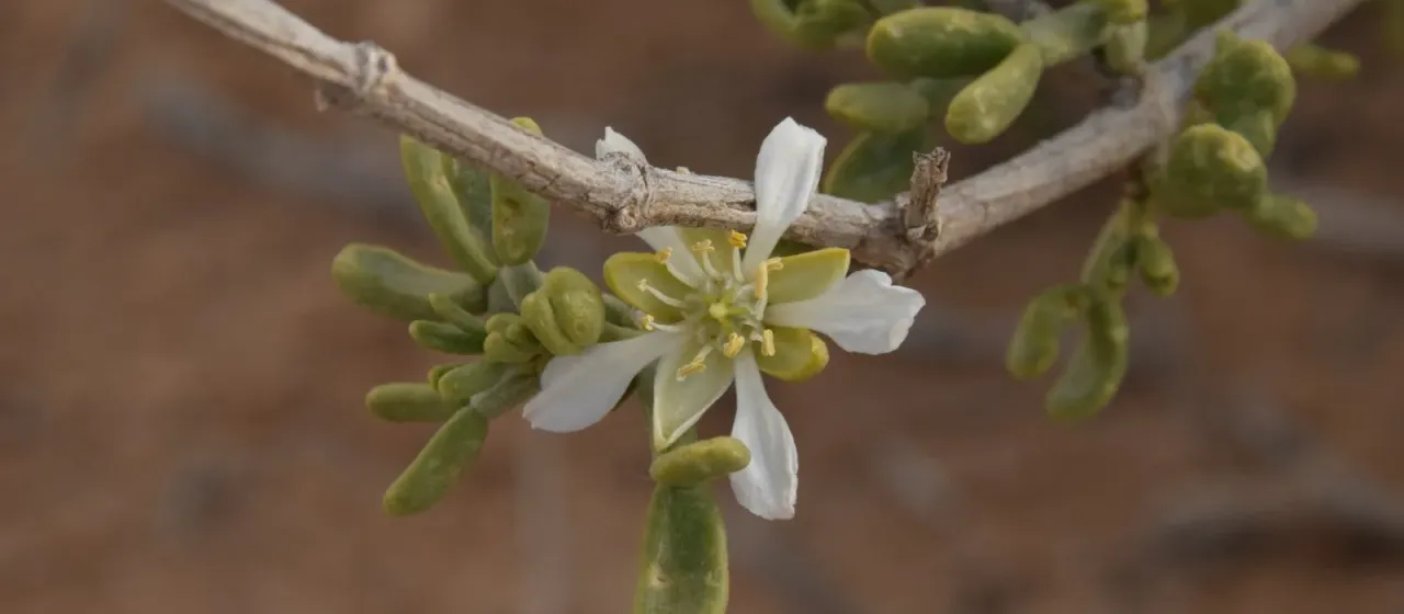 Tetraena dumosa