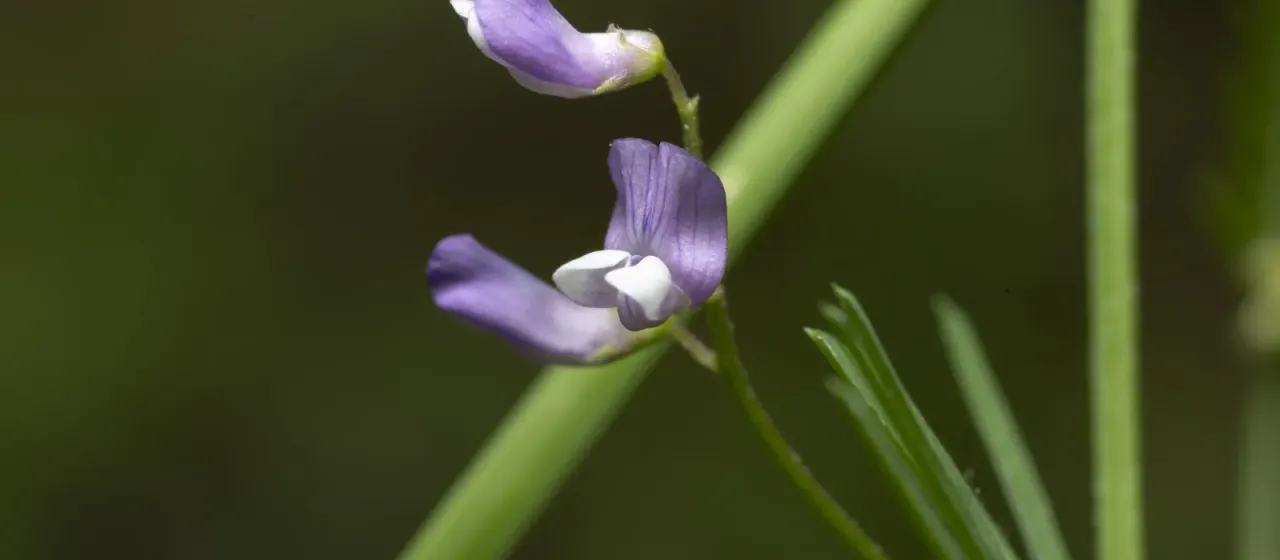 Palestine vetch
