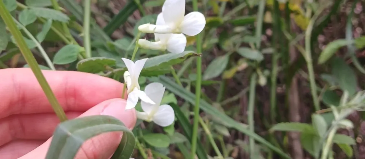 Vicia galeata