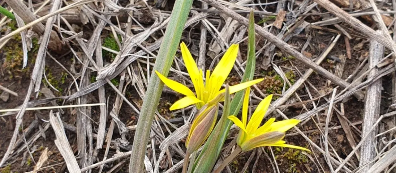 Gagea podolica