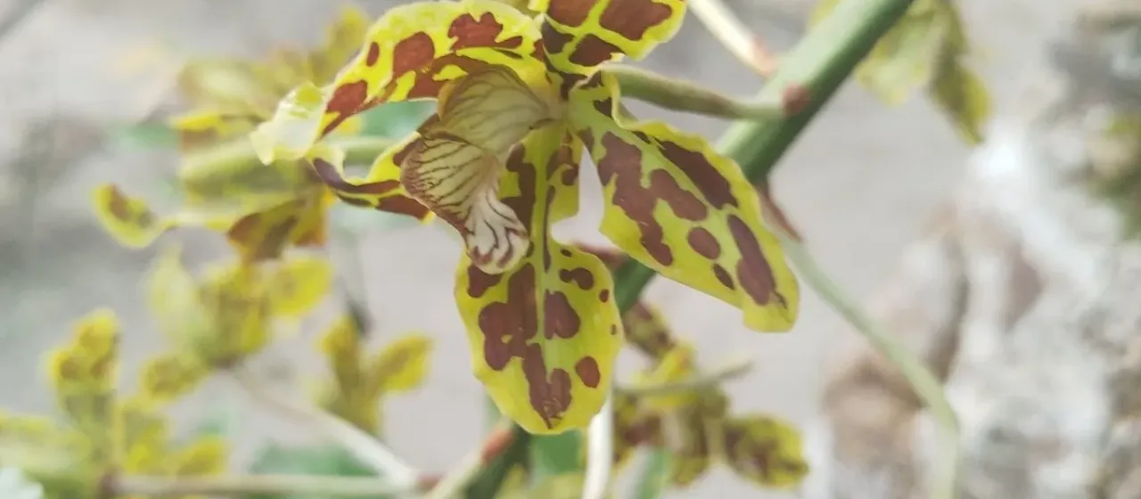 Grammatophyllum scriptum