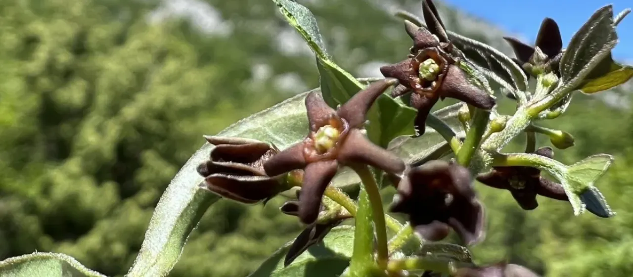 Vincetoxicum fuscatum