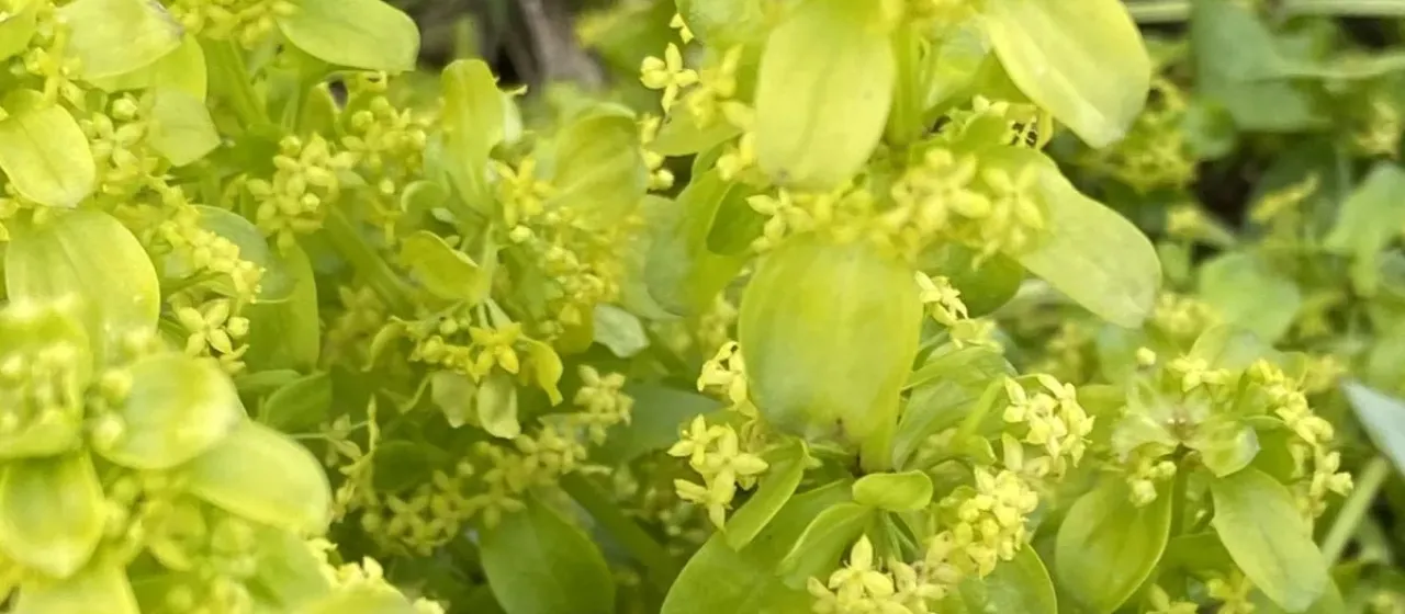 Cruciata taurica