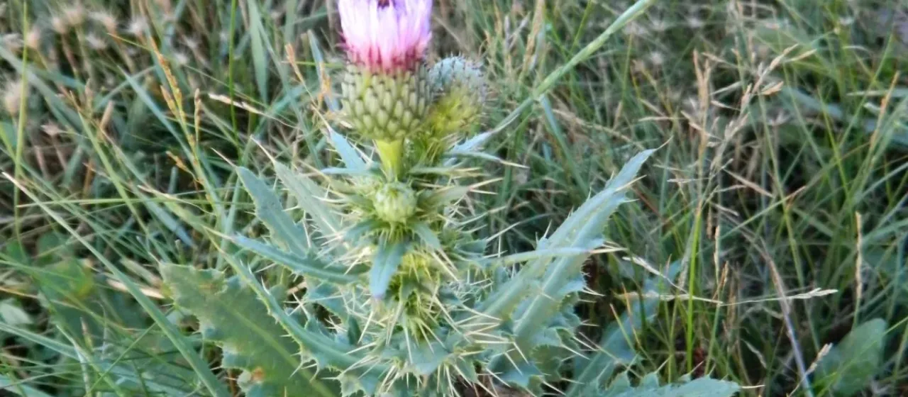 Winged thistle