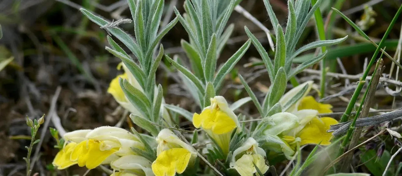 Cymbaria borysthenica