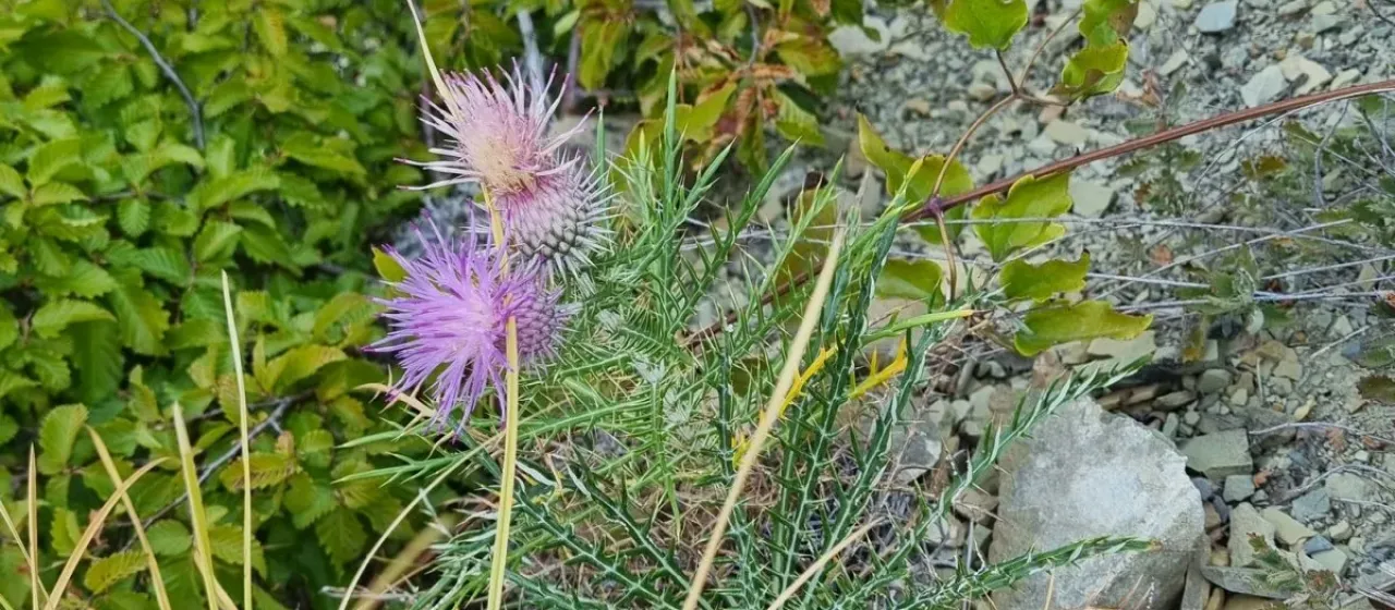 Ptilostemon echinocephalus