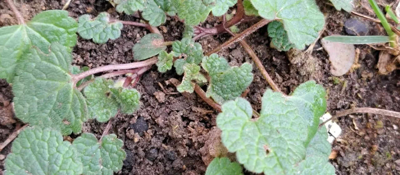 Ground ivy