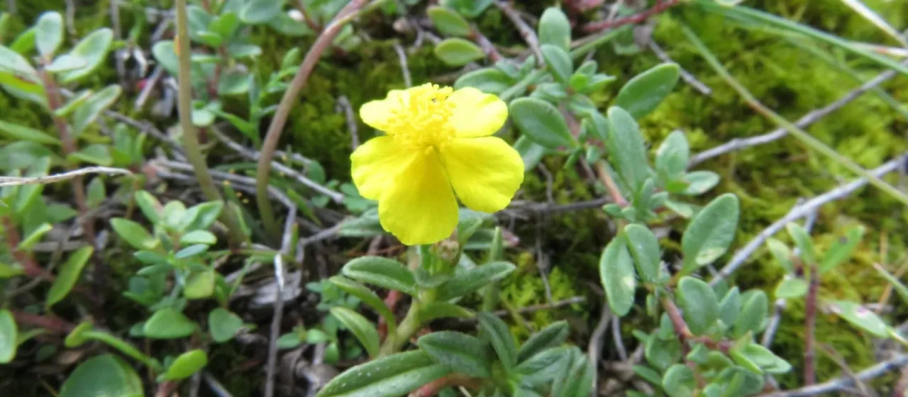 Rock-breaking sunrose