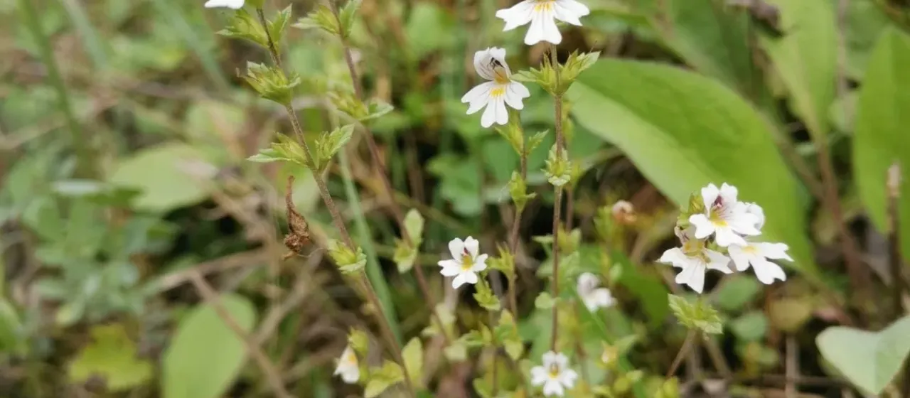 Euphrasia marchesettii