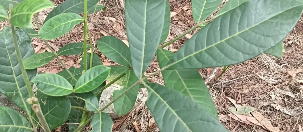 Flindersia schottiana