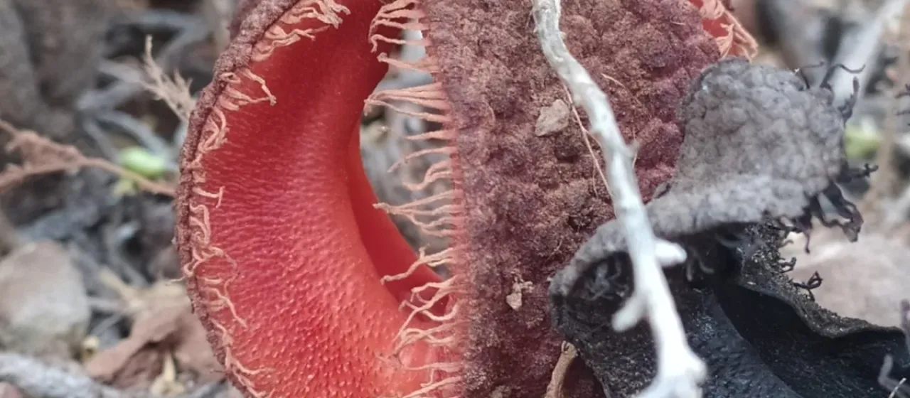Hydnora africana
