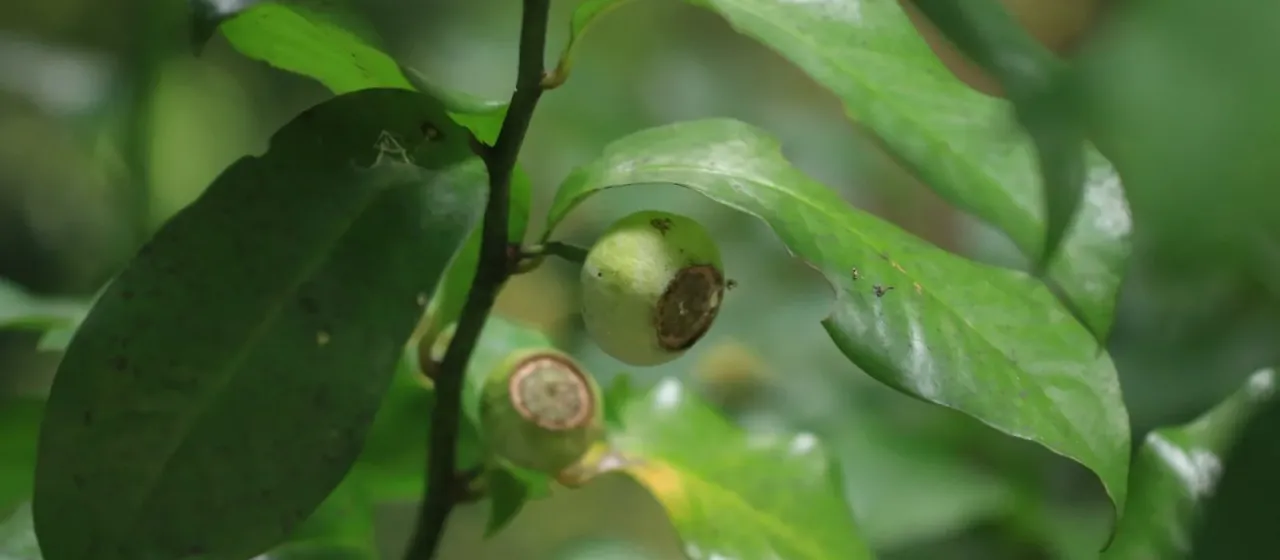 Eupomatia laurina