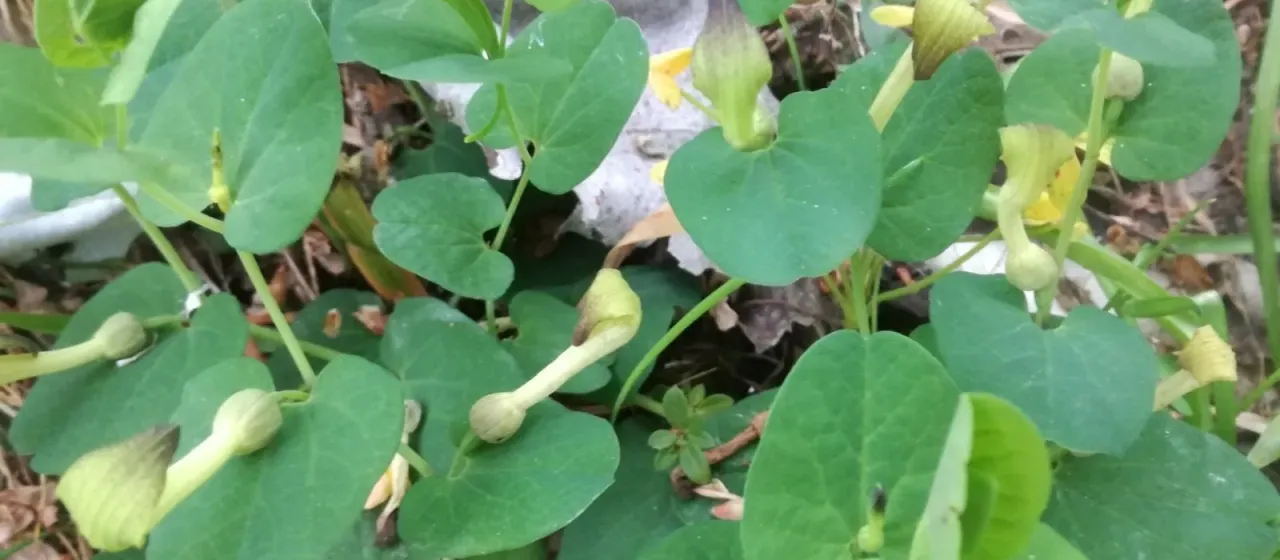 Aristolochia navicularis