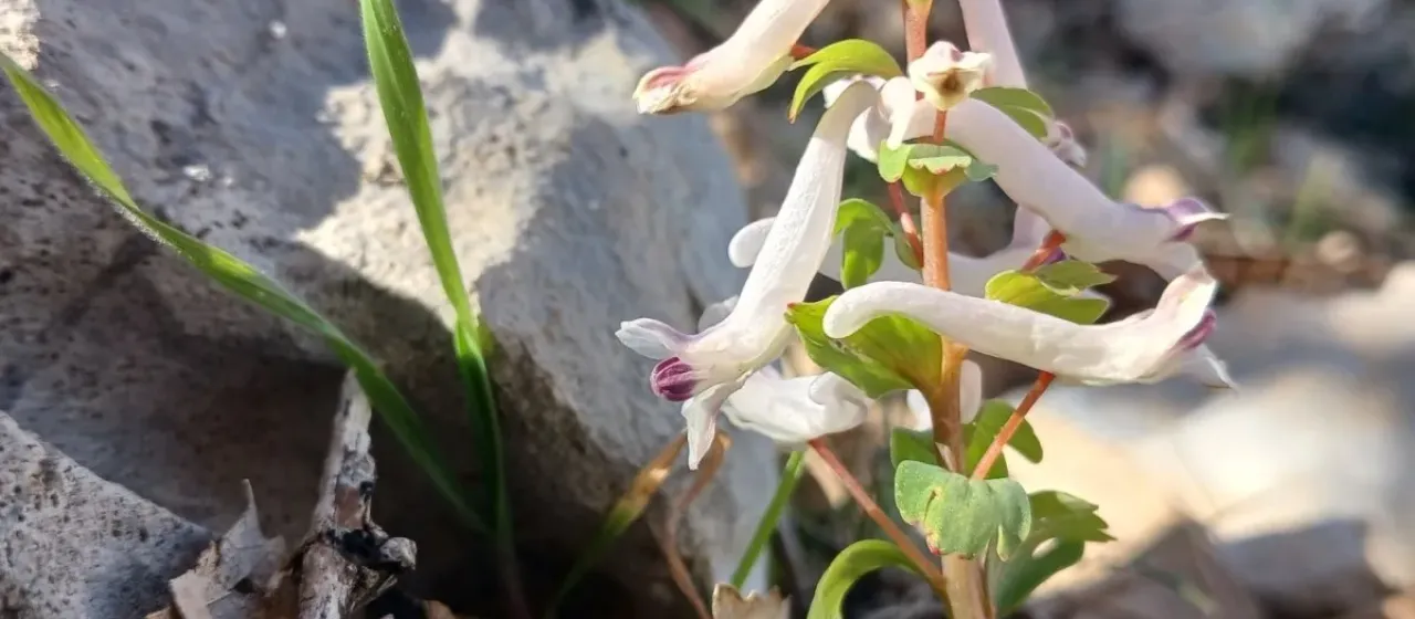 Corydalis triternata