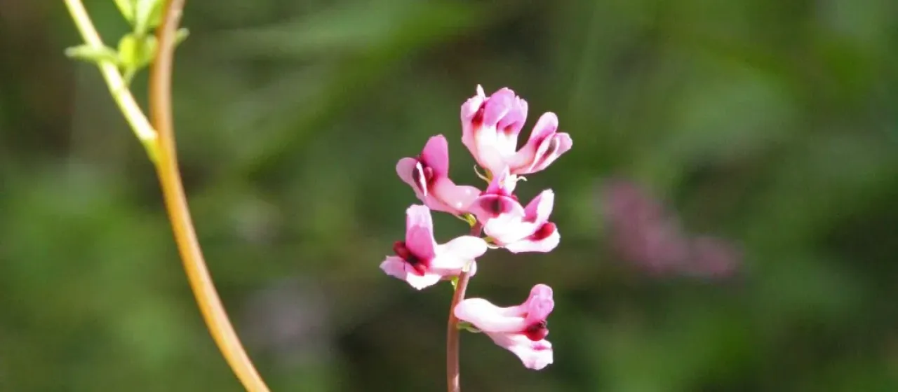 Ceratocapnos turbinata