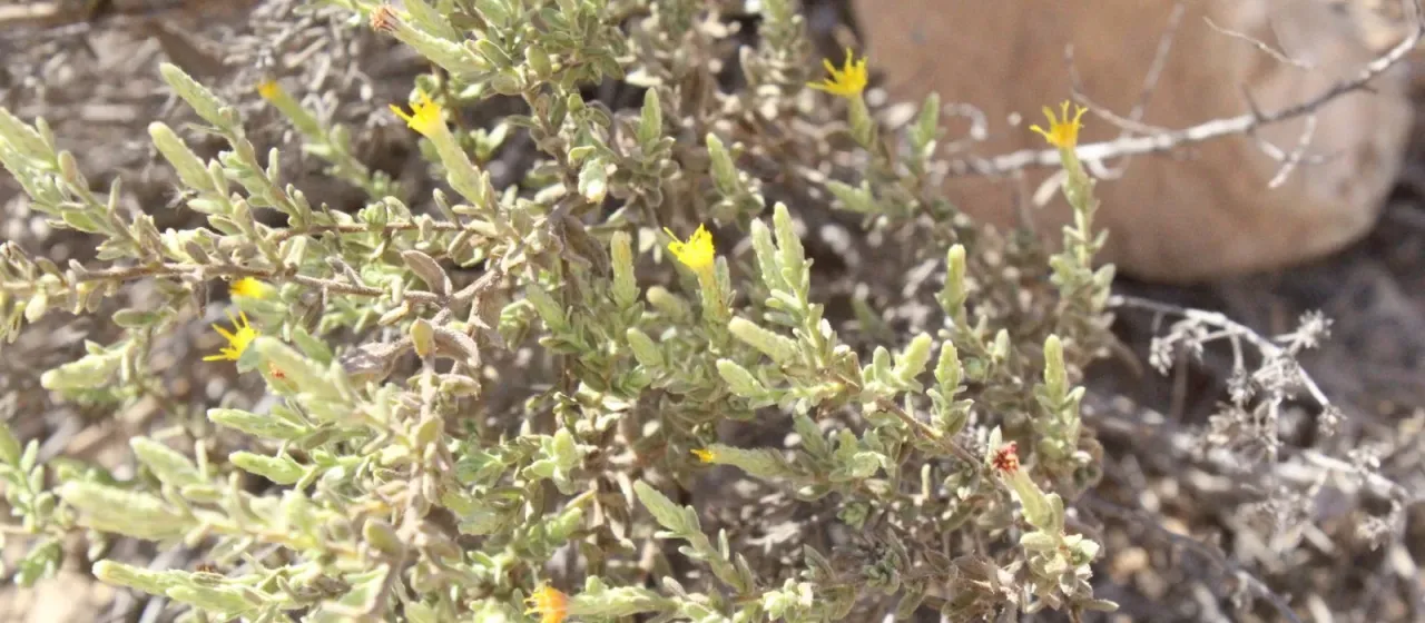 Chiliadenus iphionoides