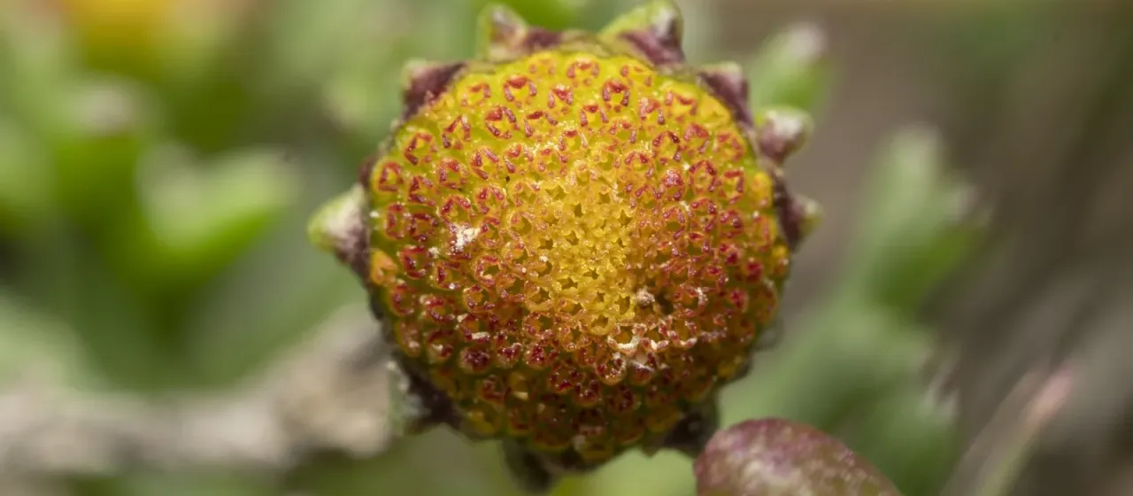 Chlamydophora tridentata