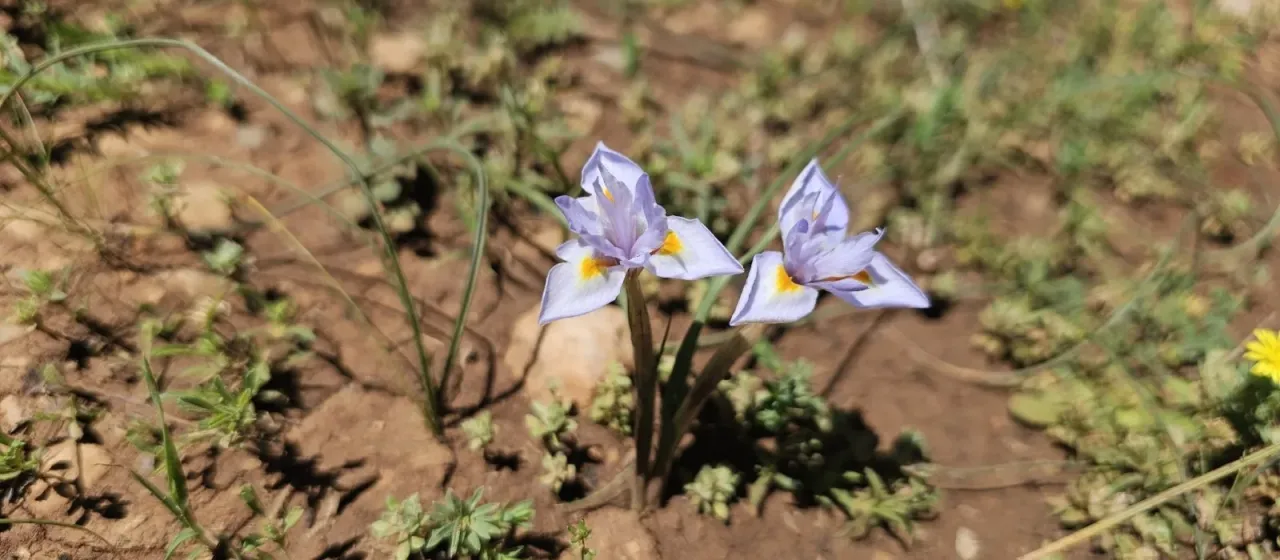 Mediterranean Moraea