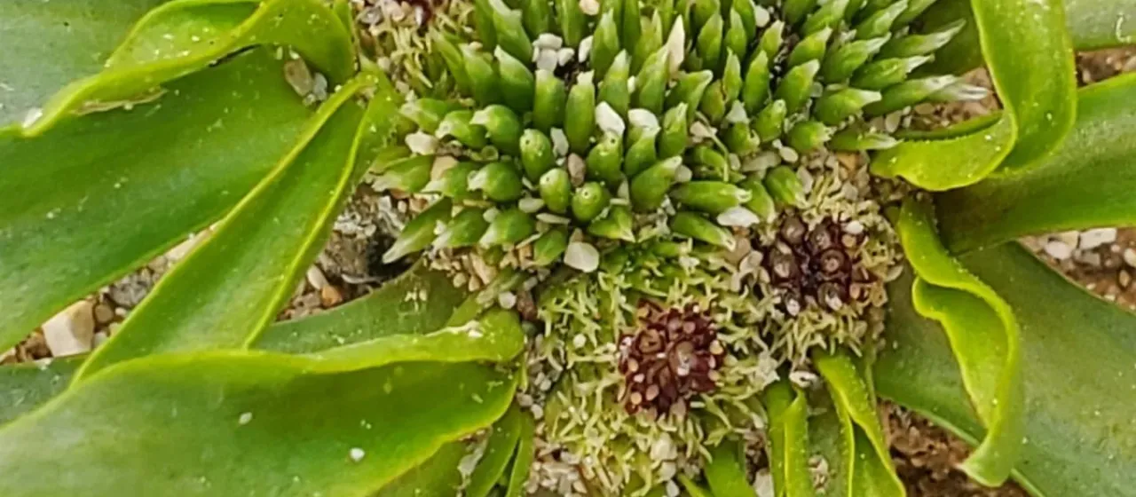 Gymnarrhena micrantha