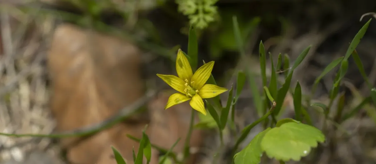 Gagea fibrosa