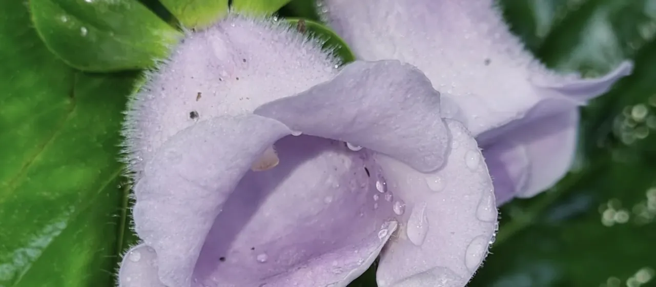 Gloxinia L'Her.