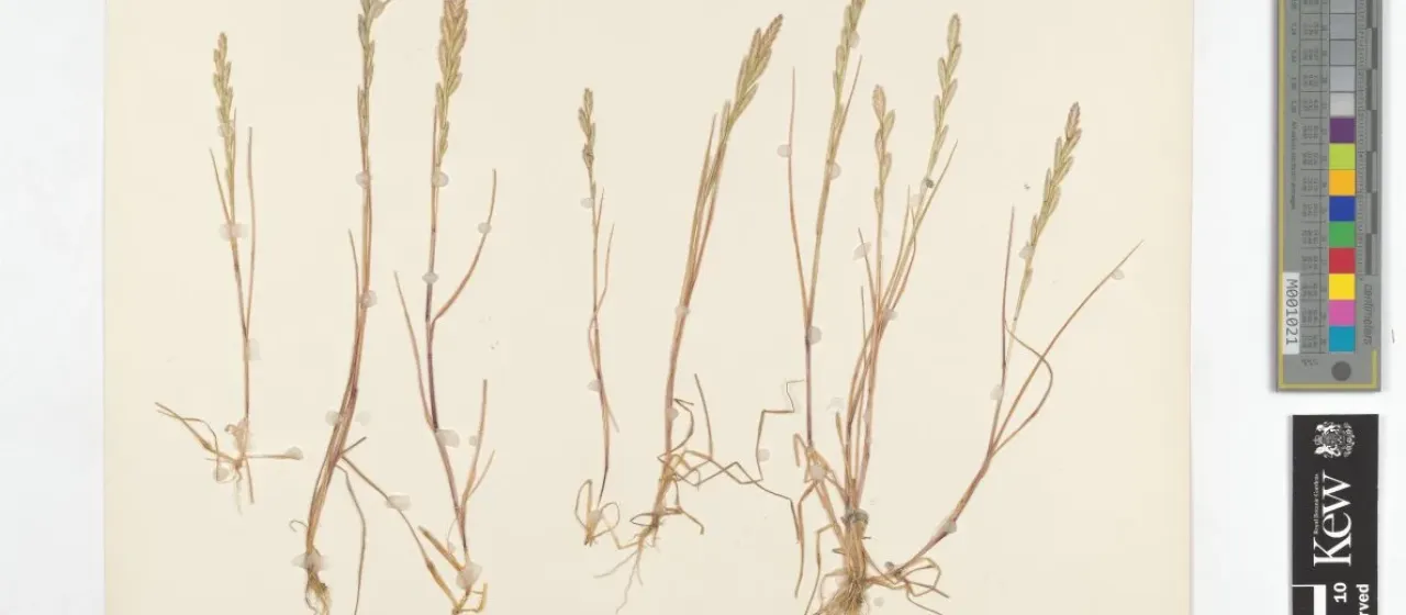 Desmazeria philistaea