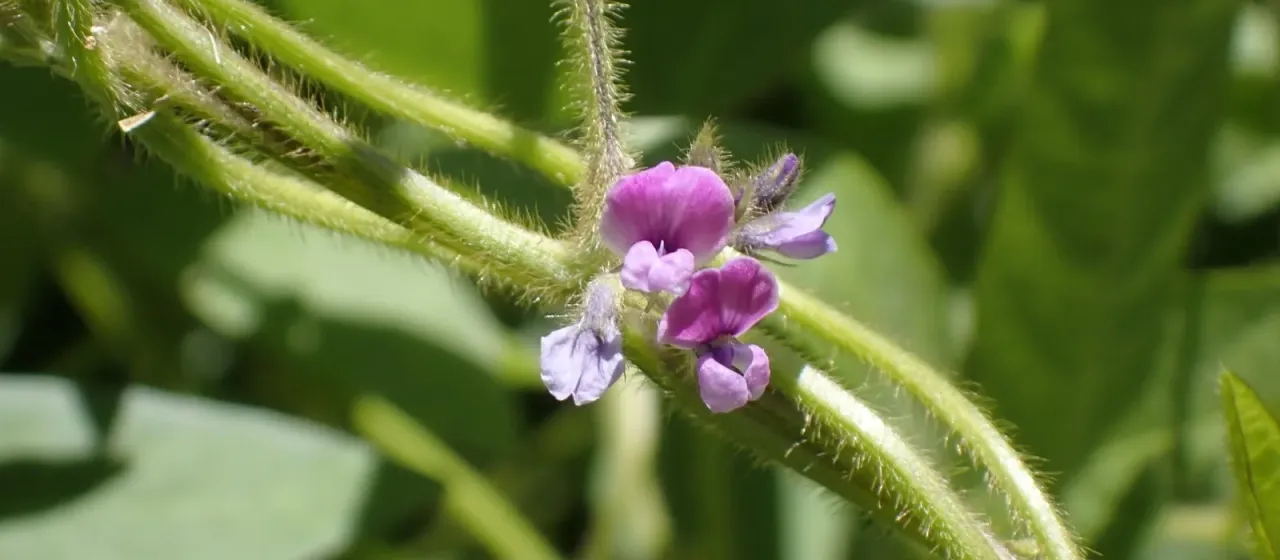 Soybean