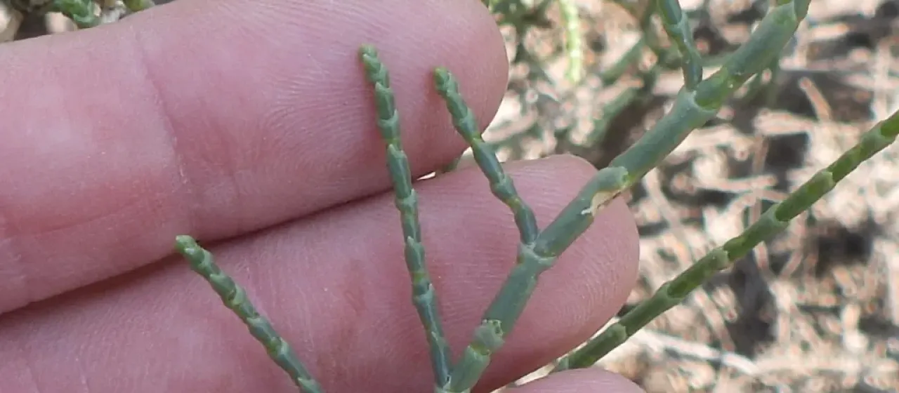Haloxylon salicornicum