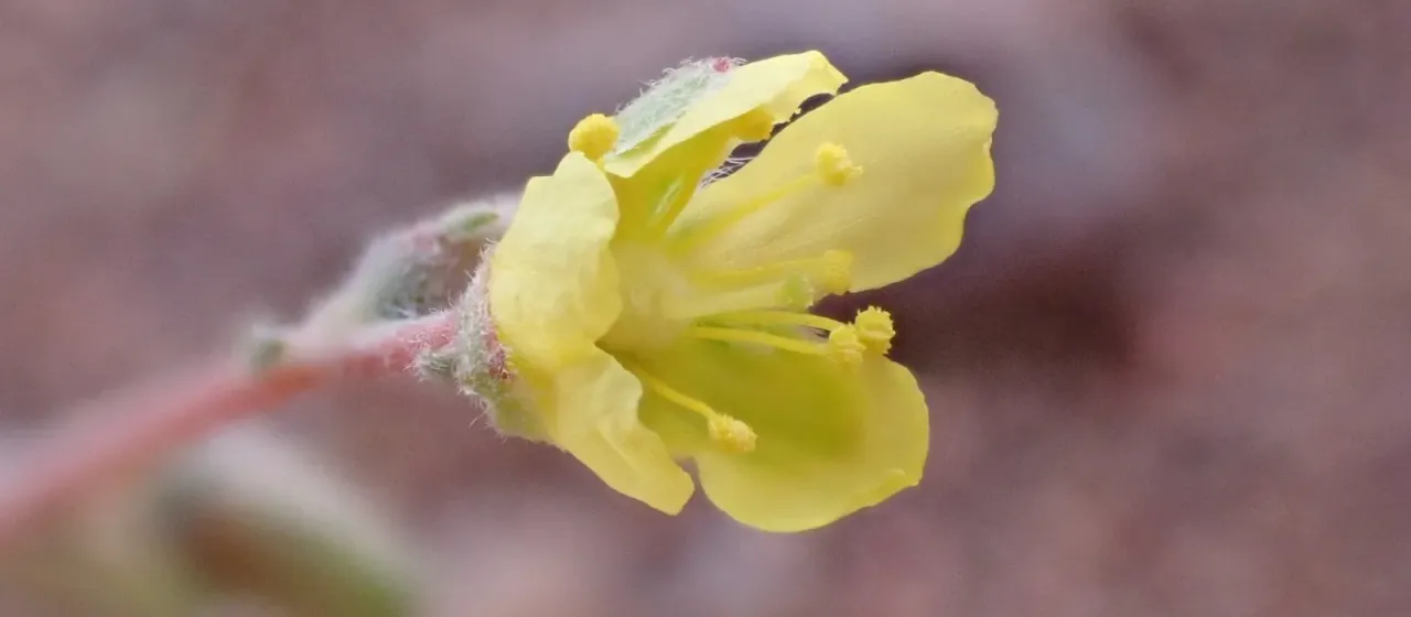Helianthemum lippii