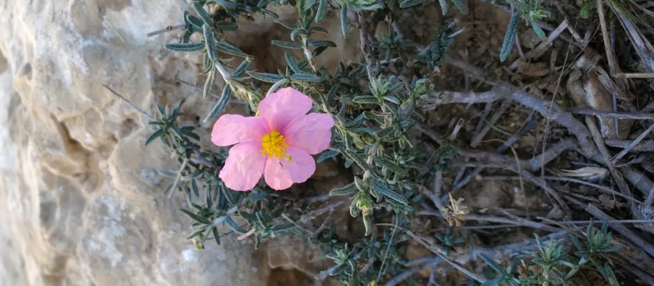 Helianthemum vesicarium