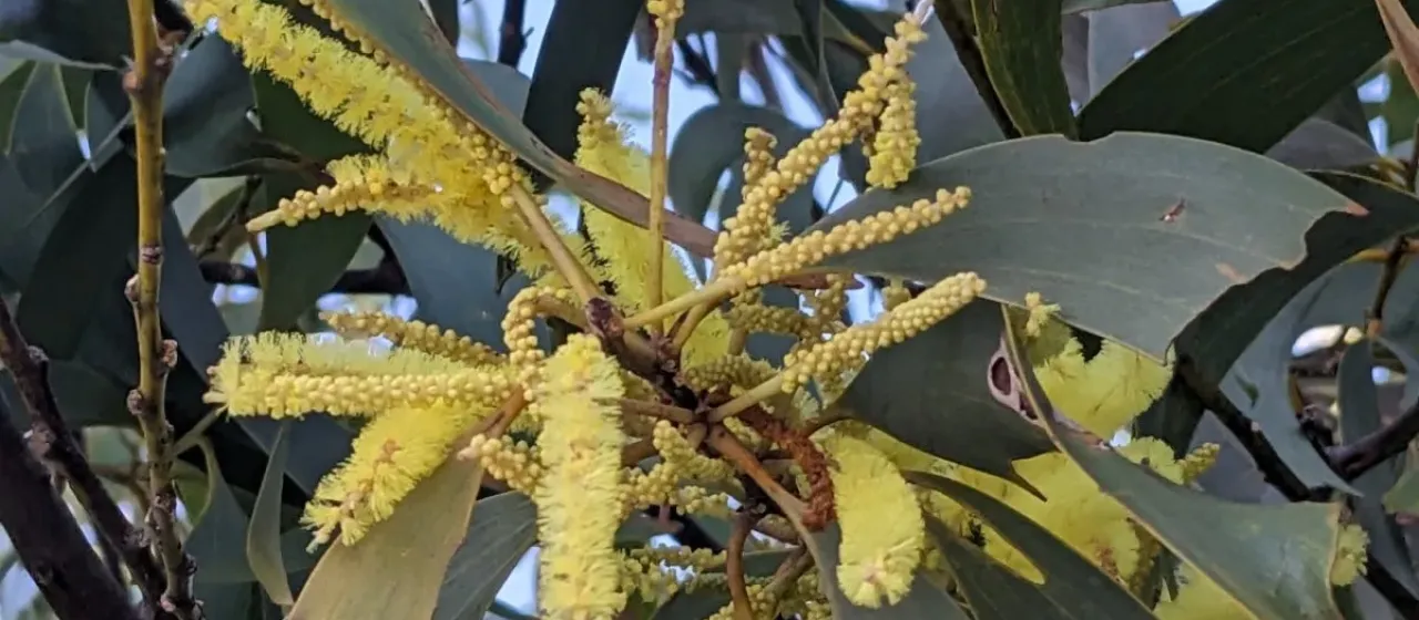 Acacia crassicarpa