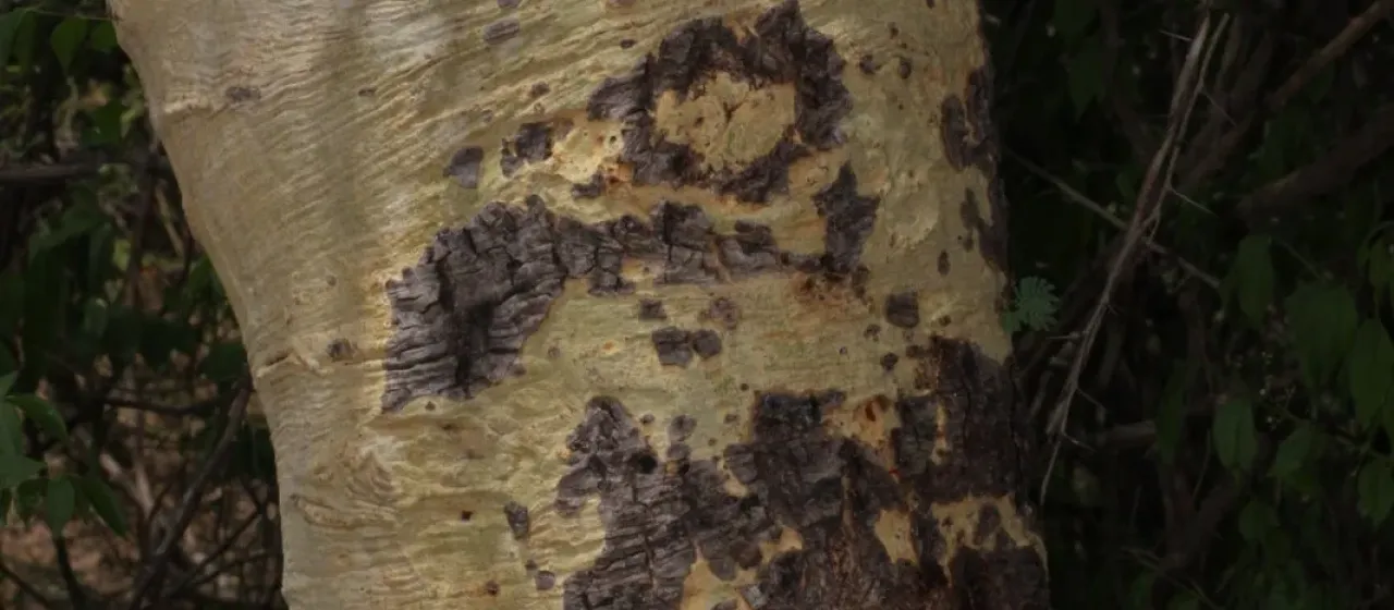 White-bark acacia