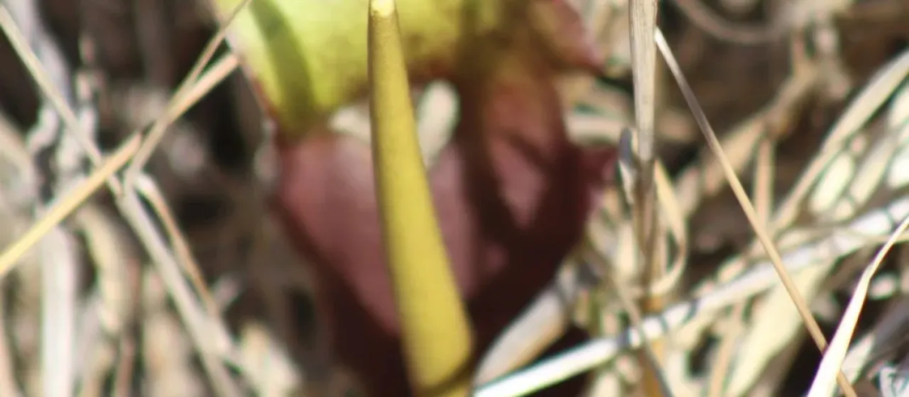 Biarum auraniticum