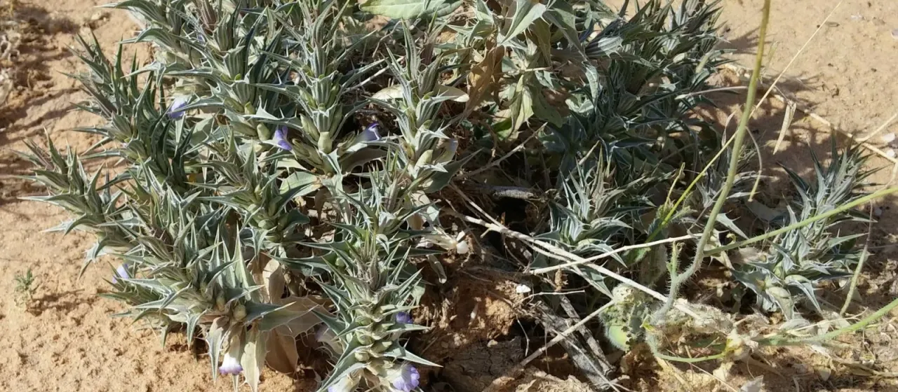 Blepharis attenuata