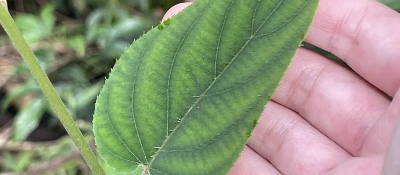 Actinidia latifolia