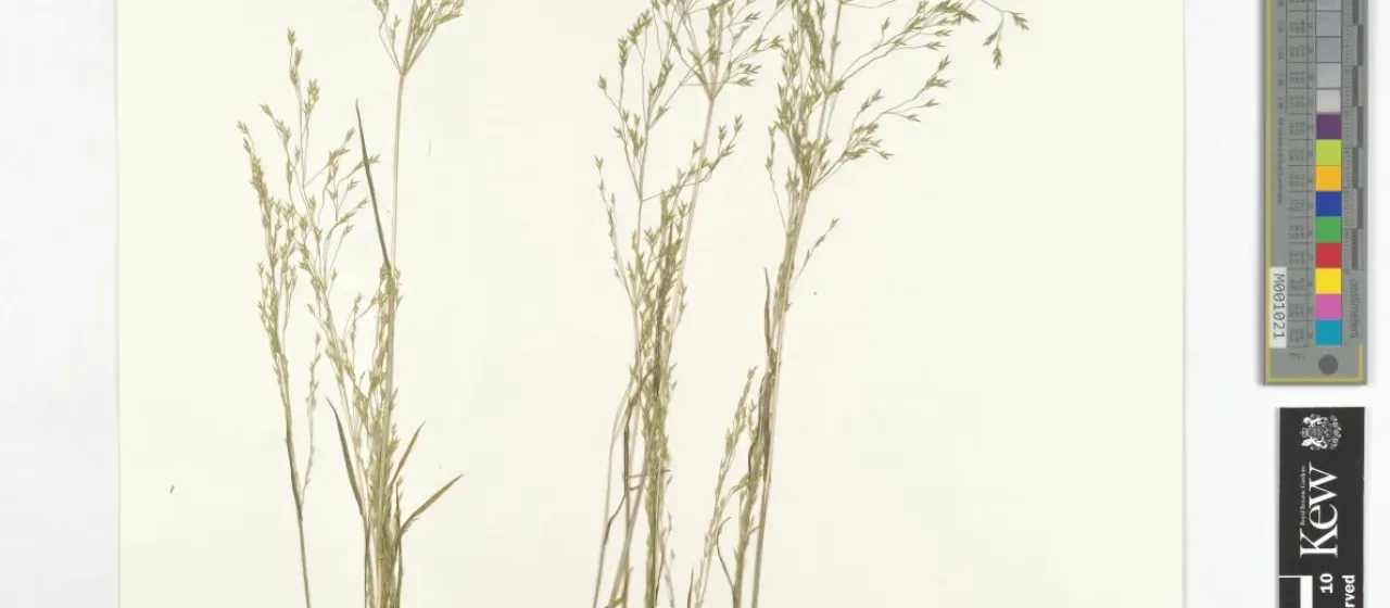 Eremopoa altaica