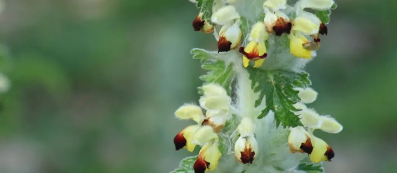 Phlomoides laciniata