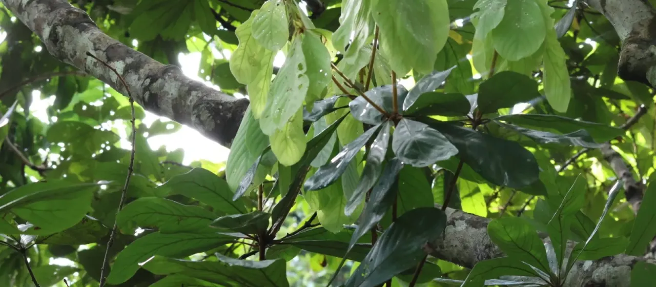 Actinodaphne sesquipedalis