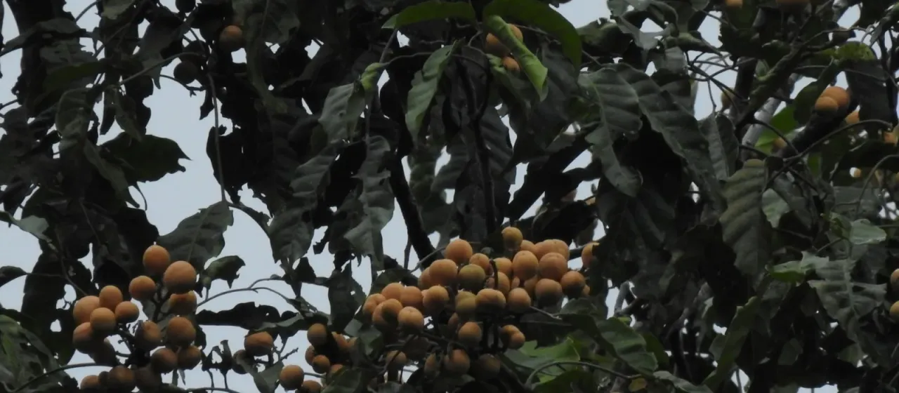 Aglaia lawii