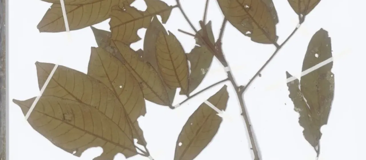 Aglaia tomentosa