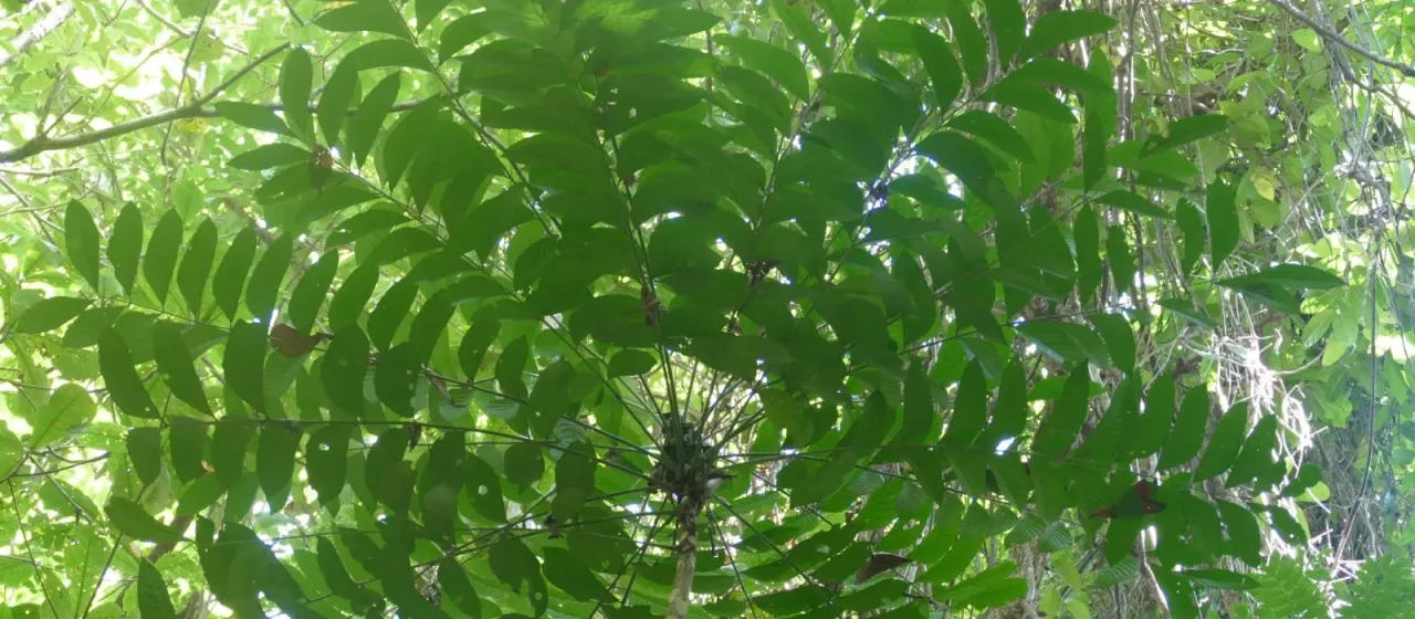 Ailanthus integrifolia